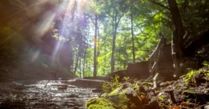 Shades State Park, looking up at the trees with the sun shining through. A wooden set of stairs is to the right.